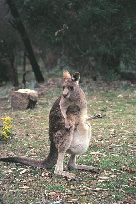 male marsupial.